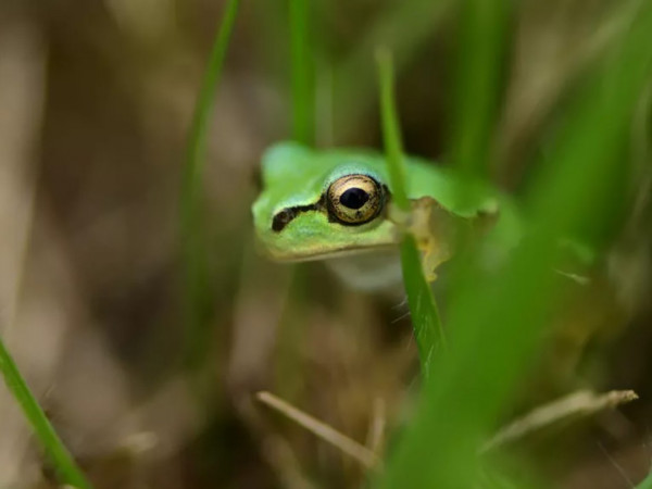 Самые странные животные