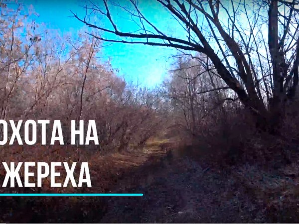 Охота на жереха (2)