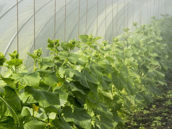 Ваш агроном