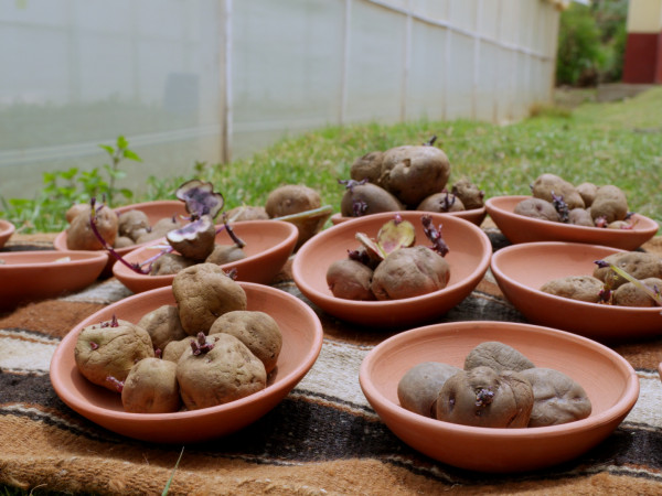 Картофель в беде