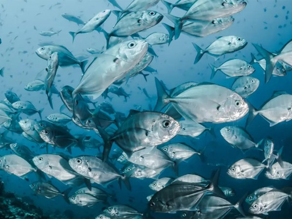 Здоровье наших океанов