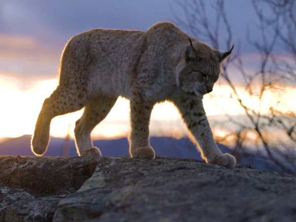 Королевства солнца