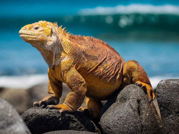 Галапагосы. На краю земли