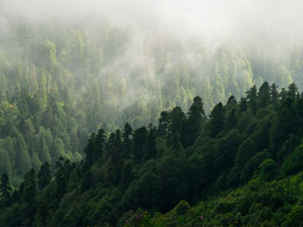 К зеленым вершинам