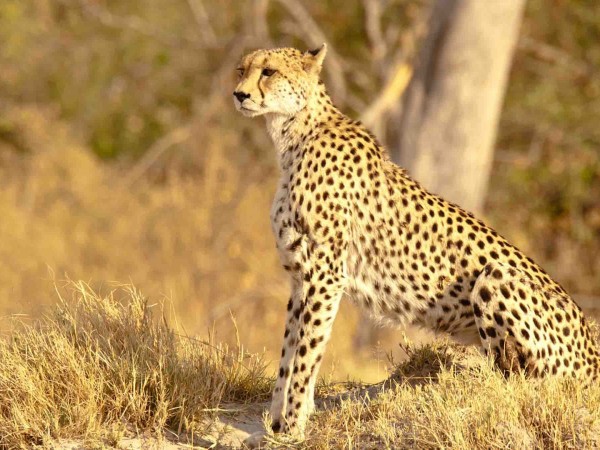 Быстроногая королева Серенгети