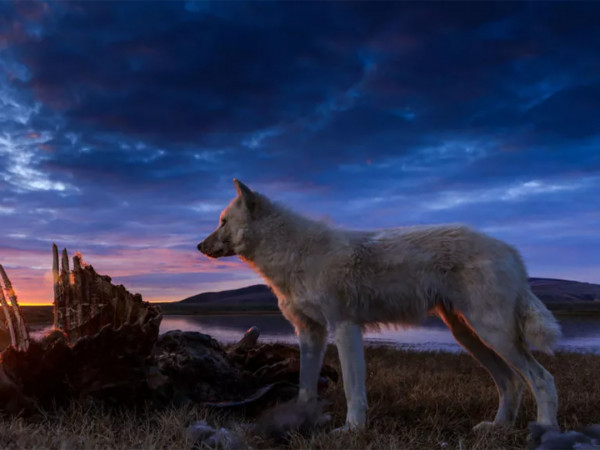 Королевство белого волка