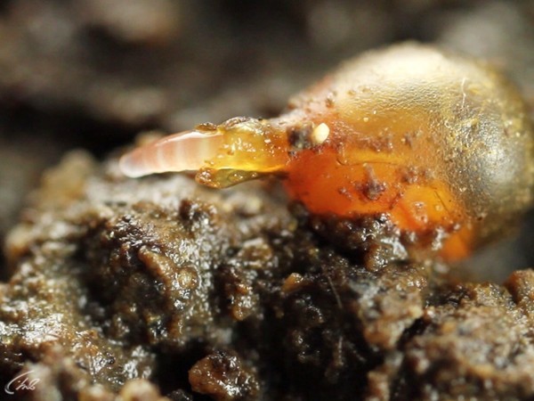 Тайны подземного мира