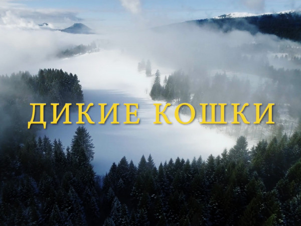 Дикие кошки