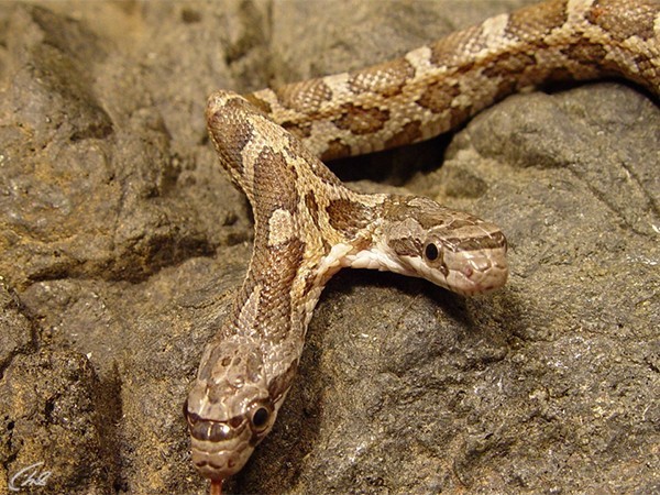 Самые странные в мире. Лучшее