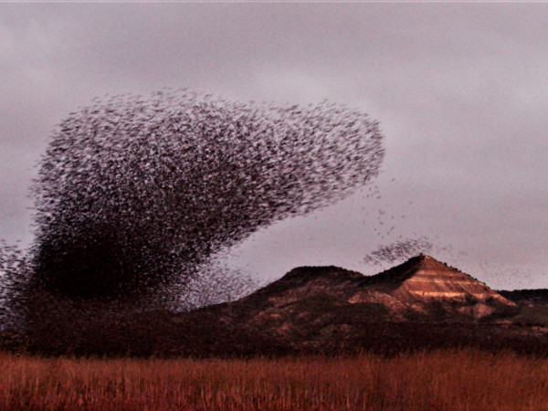 Мысли дикой природы