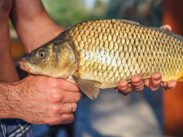 Карпятники