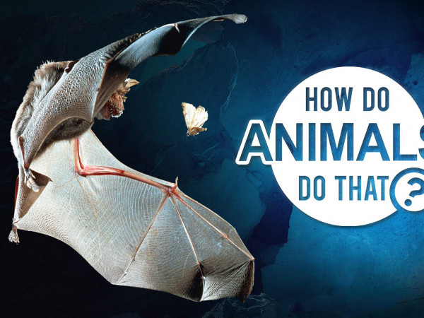 Удивительный мир животных