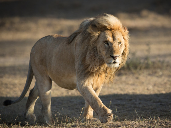 Выжить в дикой природе (2)