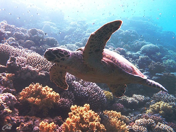 Заколдованное королевство 3D