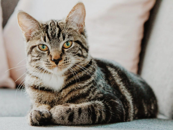 Все любят котиков