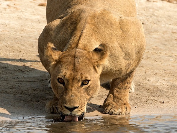 Дикое королевство
