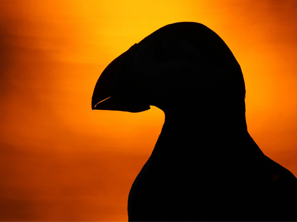 Шотландия. В поисках первозданного