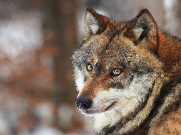 Путешествие волка