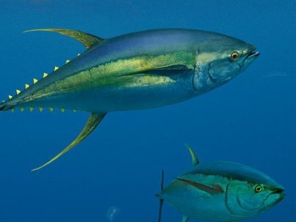 Дикий Таиланд