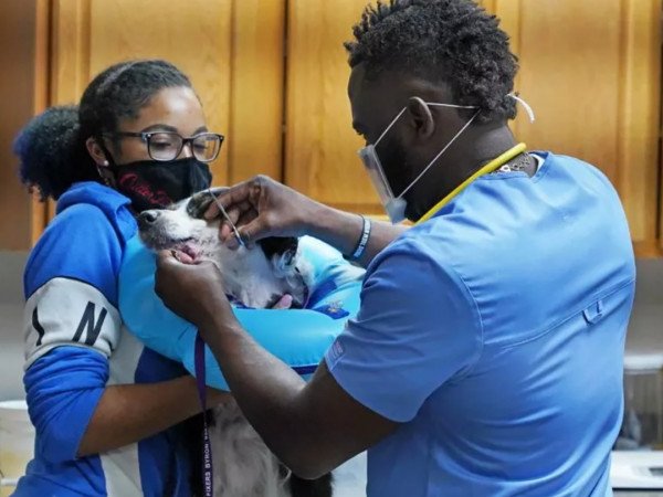 Ветпомощь для всех