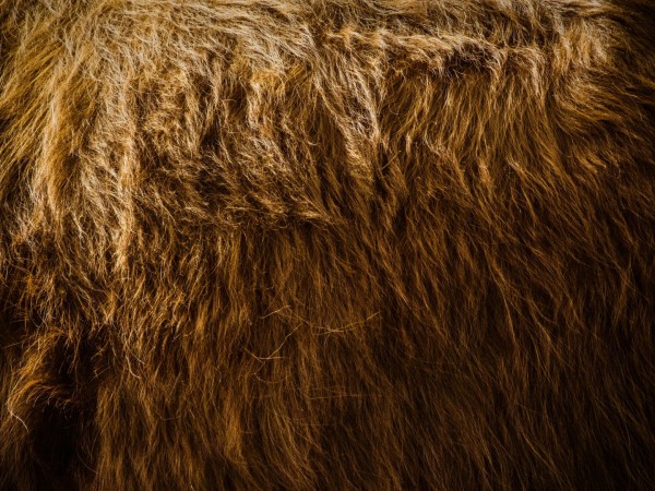 В шкуре зверя (2)