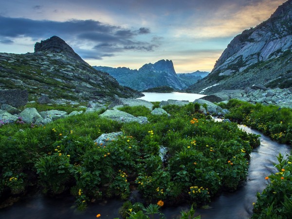 История дикой природы