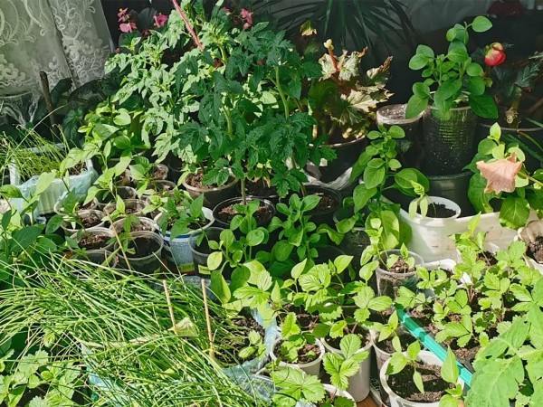 Сезон рассады. Ранняя весна