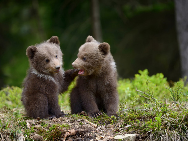 Медвежья школа