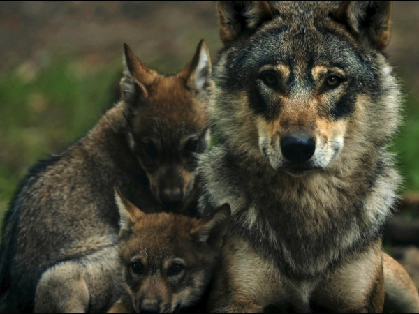 Суперпапы дикой природы