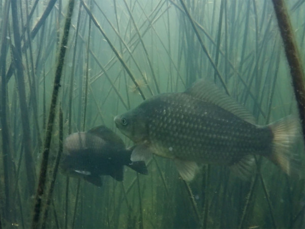 Пресноводная стихия и ее обитатели