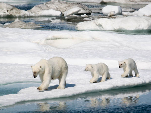 Канадский Арктический архипелаг. Земля обитаемая