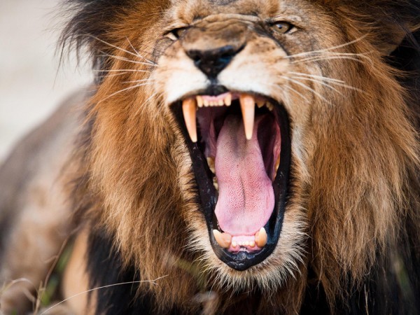 Самые опасные животные