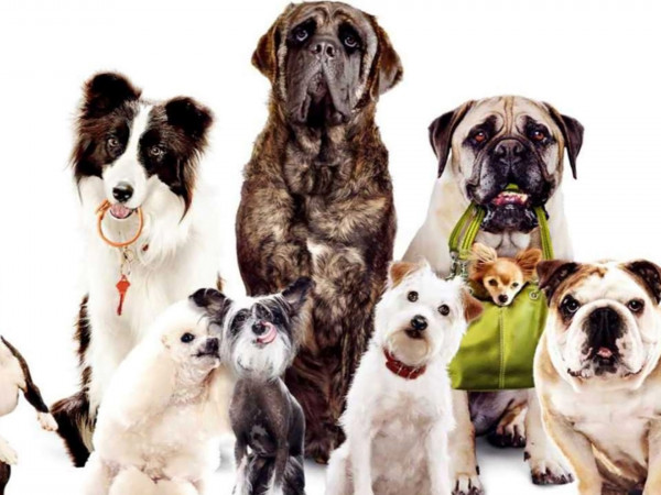 Такие разные собаки