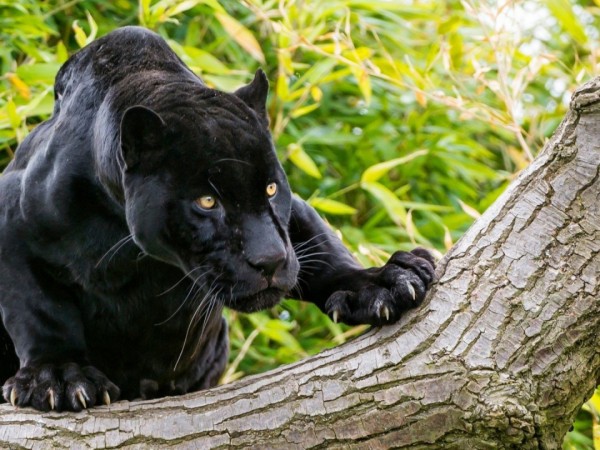 Настоящая черная пантера