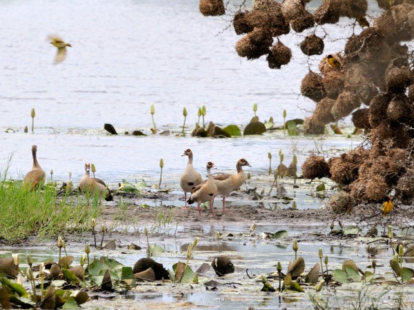 Остров бегемотов