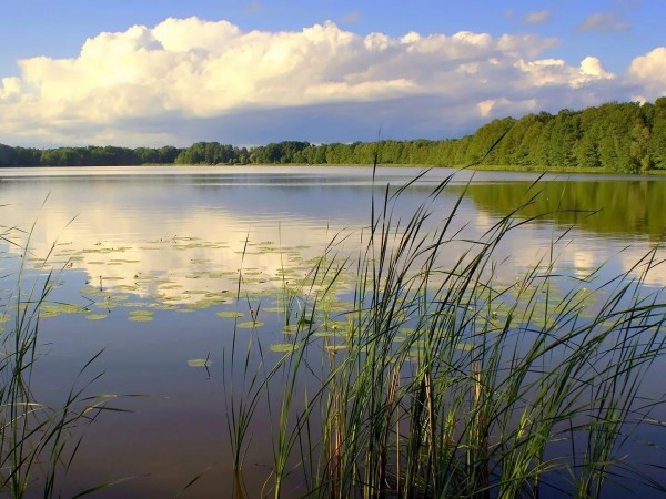 Рыбинка. Судак