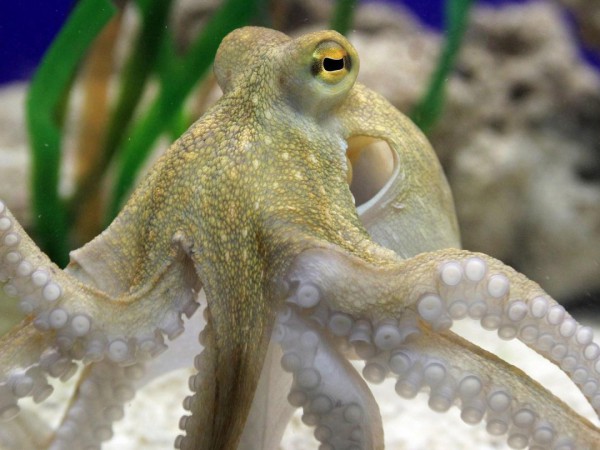 Кто живёт под водой?