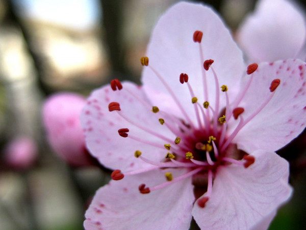 Могут ли растения думать