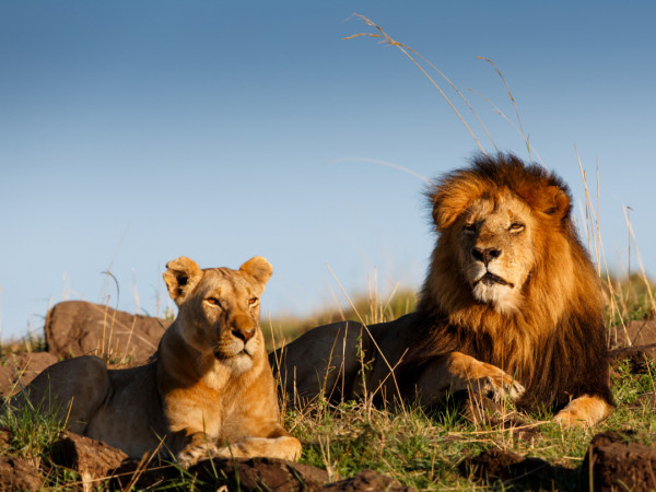 Власть львов