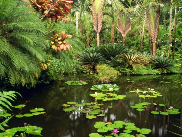 Дикая природа Сингапура