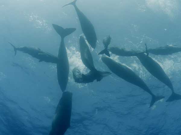 Титаны морей: семейные дела (2)