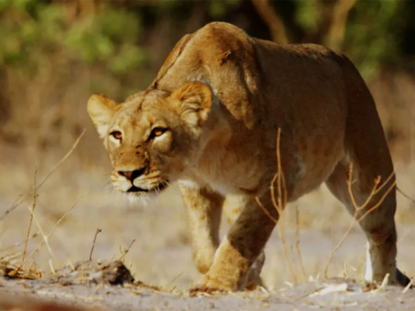 Хищники Африки