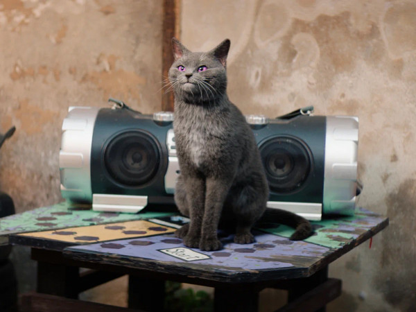 Школа магических зверей. Загадка волшебного леса