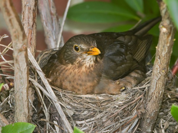 Зверята-работяги (2)