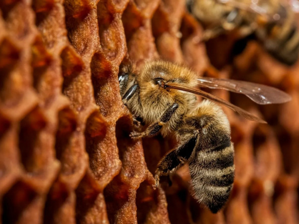 В мире пчёл