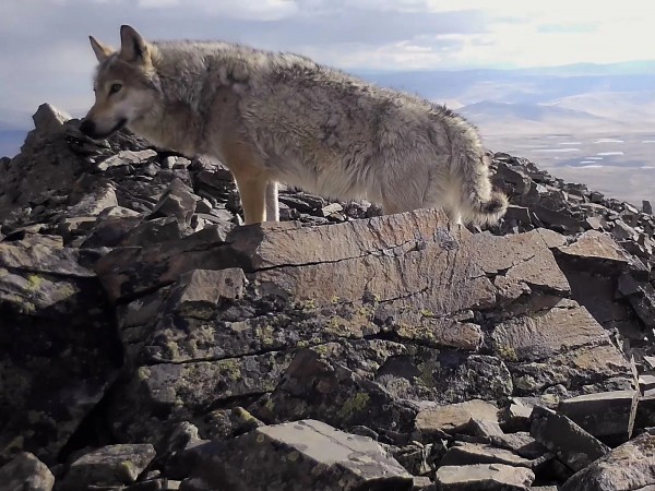 Территория привязанности