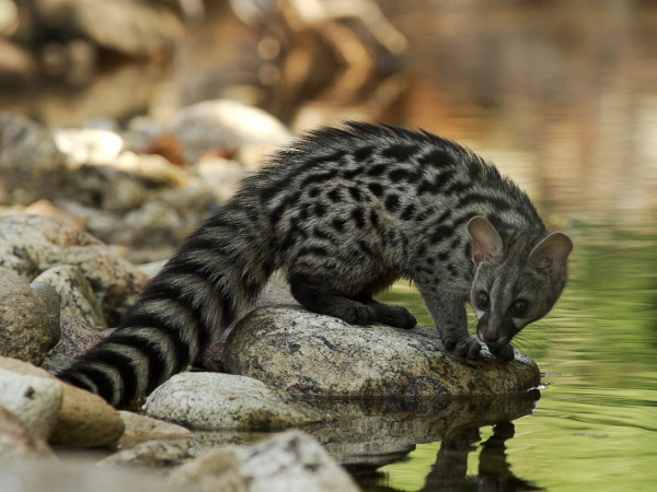 Рассказ генетты