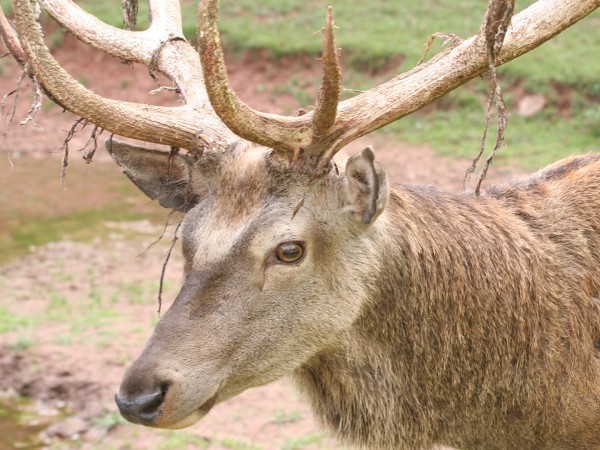 Охота без границ