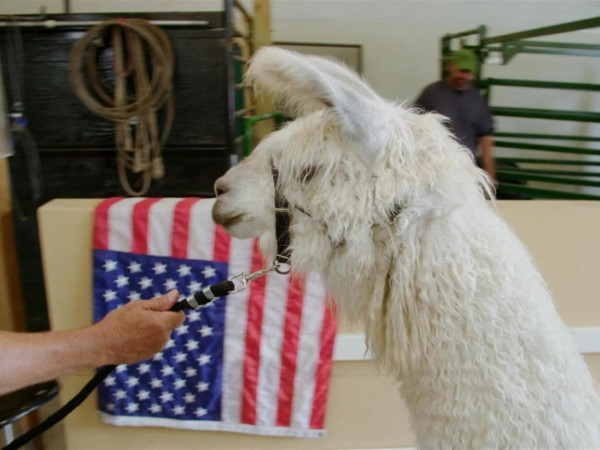 Ветеринары Хартленда. Лучшее. Усатые пациенты