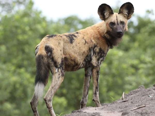 Дикие собаки